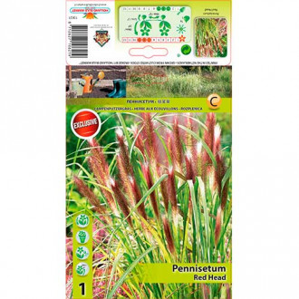 Iarbă chinezească (Pennisetum) Red Head imagine 2