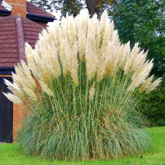 Seminţe Iarbă de Pampas albă imagine 14