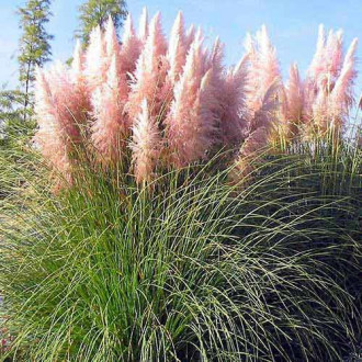 Iarbă de pampas (Cortaderia Selloana) Pink imagine 5