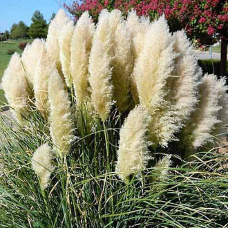 Iarbă de pampas (Cortaderia Selloana) White imagine 6