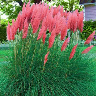 Iarbă de pampas roșie imagine 8