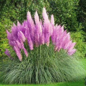 Semințe Iarbă de Pampas roz imagine 13