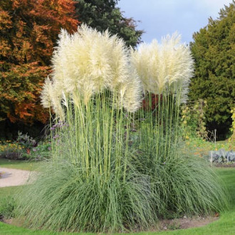 Iarbă de pampas White Feather, С2 imagine 2