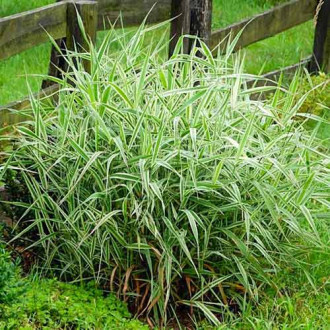 Iarbă decorativă (Phalaris) Luteopicta imagine 6