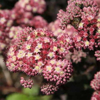 Iarbă grasă (Sedum) Strawberries and Cream imagine 2