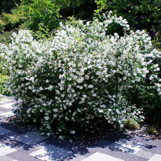 Iasomie Dame Blanche imagine 2