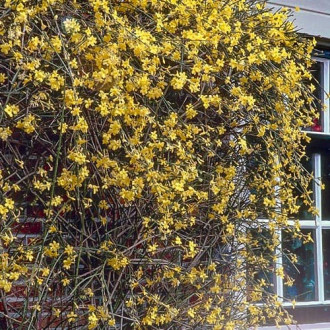 Iasomie de iarnă imagine 1