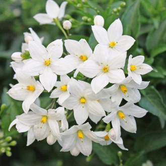 Iasomie Grandiflora imagine 10