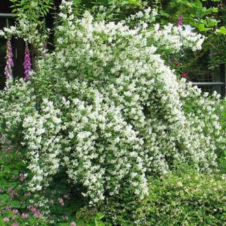 Iasomie Lemoinei imagine 15