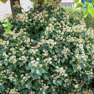 Iederă Arborescens imagine 11