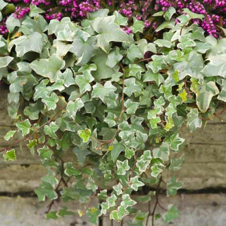 Hedera helix Bialystok, С2 imagine 15