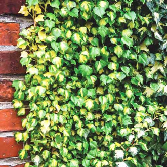 Iederă Goldheart imagine 3