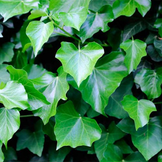 Iederă Greenheart imagine 2