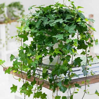 Iederă helix imagine 9