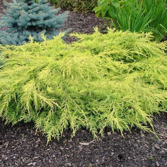 Ienupăr media Gold Star imagine 9