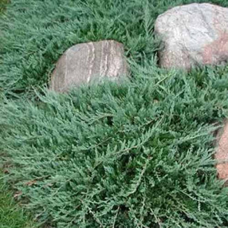 Ienupăr Bar Harbor imagine 16