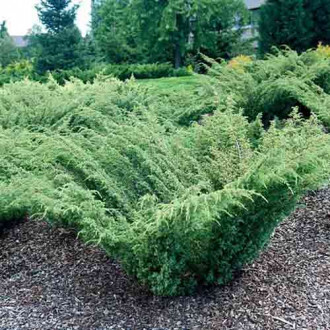 Ienupăr Barton imagine 2