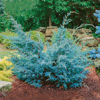 Ienupăr chinezesc Blue Alps imagine 10