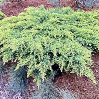 Ienupăr Daubs Frosted imagine 3