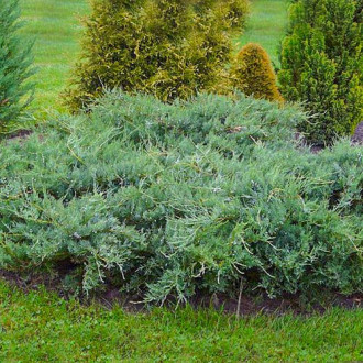 Ienupăr de Virginia Blue Cloud imagine 14