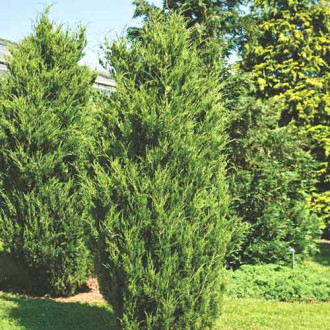 Ienupăr de Virginia Canaertii imagine 1