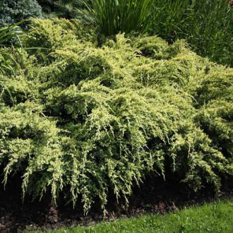 Ienupăr Dream Joy imagine 18