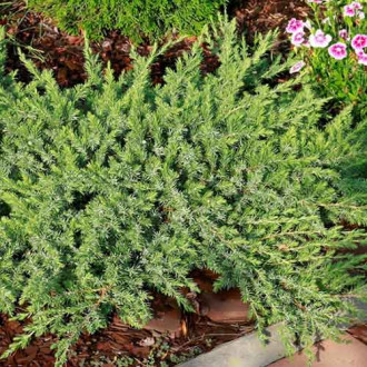 Ienupăr Emerald Sea imagine 8