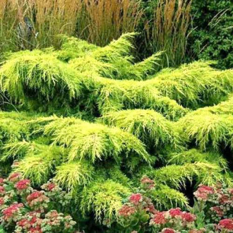 Ienupăr Gold Star imagine 7