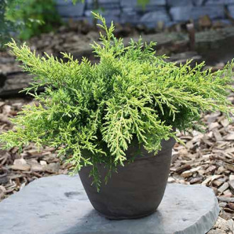 Ienupăr Goldkissen imagine 5