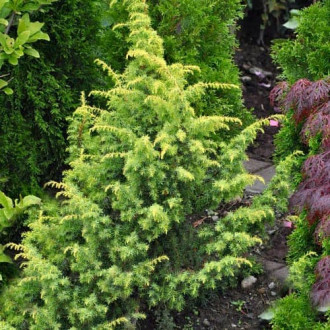 Ienupăr Goldmach imagine 6