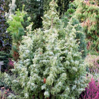 Ienupăr Kalebab imagine 13