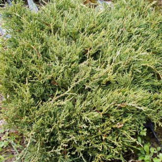 Ienupăr Lemon Hill imagine 17