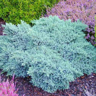 Ienupăr Little Joanna imagine 15