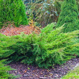 Ienupăr Mint Julep imagine 12