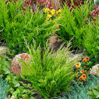 Ienupăr târâtor Andorra Compacta imagine 11