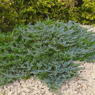 Ienupăr târâtor Blue Chip, Р9 imagine 6