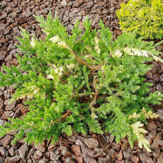 Ienupăr orizontal Expansa Variegata imagine 16