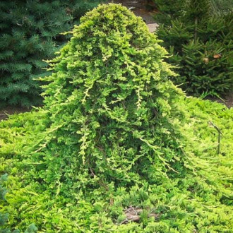 Ienupăr orizontal Golden Carpet imagine 11