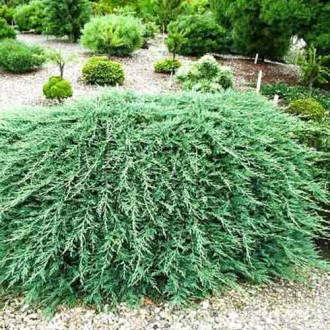 Ienupăr sabina Tam No Blight imagine 18