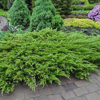 Ienupăr sabina Tamariscifolia imagine 16