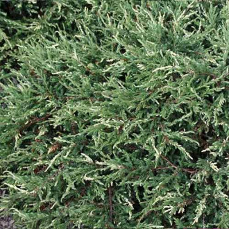 Ienupăr Spotty Spreader imagine 10