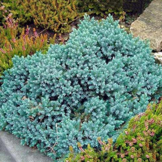 Ienupăr squamata Blue Star imagine 4