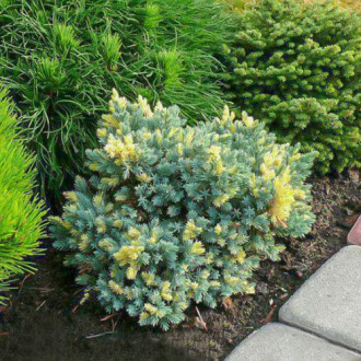 Ienupăr squamata Golden Flame imagine 3