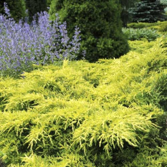 Ienupăr târâtor Gold Star, C2 imagine 2