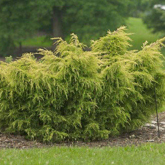 Ienupăr târâtor Kuriwao Gold imagine 6