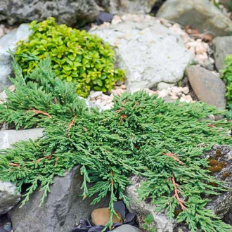 Ienupăr târâtor Pancake imagine 17