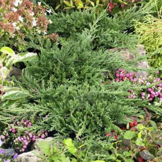 Ienupăr târâtor Prince of Wales, C3 imagine 10