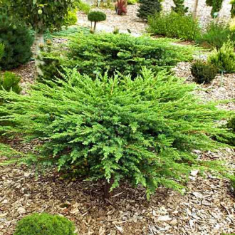 Ienupăr târâtor Schlager imagine 9