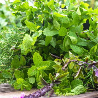 Ierburi aromatice perene amestec de soiuri imagine 11