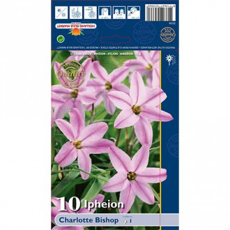 Ifejon (Ipheion) Charlotte Bishop interface.image 2